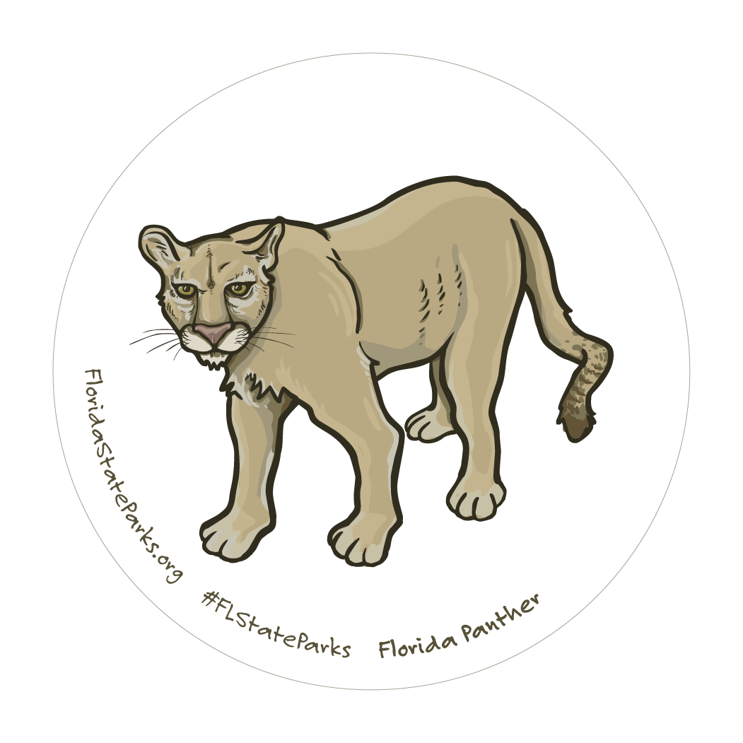 Florida Panther